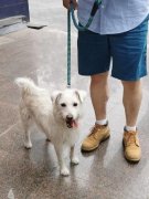 优良的宠物护理不只关乎宠